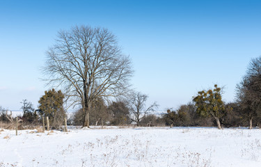 Outskirts of the village, winter landscape with forest , snowy ground and trees without snow,...