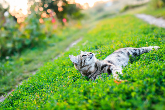 portrait of a cute striped cat lying on a lush green meadow on a warm summer evening in the glare of the sunset funny raising his face
