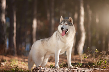 Beautiful gray Siberian Husky stands in the autumn forest with his paws on the trunk of a fallen tree.