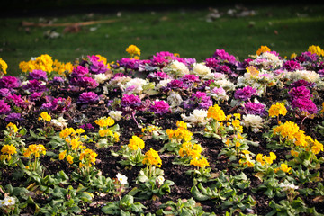 Fototapeta premium Colourful garden flowers