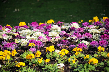 Colourful garden flowers