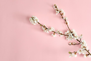 Spring concept. A branch of apricot on a pink background. Close-up. Flat lay. Sakura branch