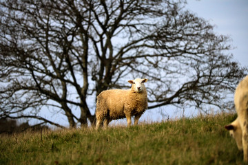 Sheep in a field