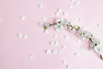 Spring background. Branch of apricot and fallen petals on a pink background. Sakura branch. Close-up. Flat lay