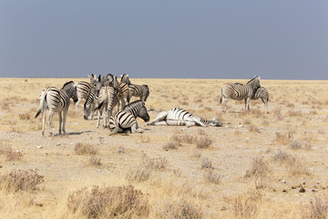 Fototapeta na wymiar many Zebras standing in the savannah