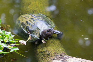 Obraz premium beautiful Asian water Turtle