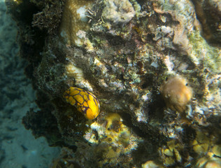 Naklejka na ściany i meble nudibranch invertebrate close up in the sea
