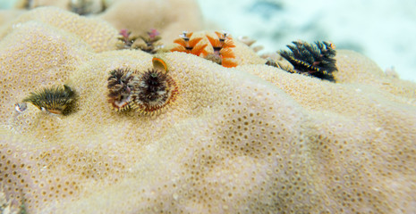 Christmas worms on a coral in the sea