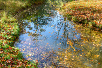 Reflection of autumn trees in a pond