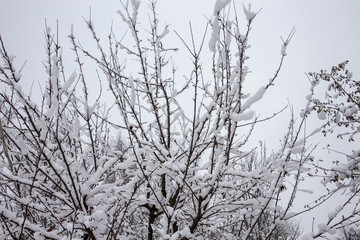 tree in winter
