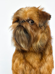 Griffon breed dog looks on a white background