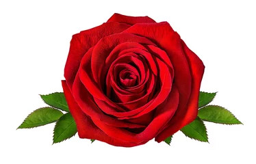 Foto op Plexiglas Verse mooie roos geïsoleerd op een witte achtergrond met uitknippad © Ekaterina