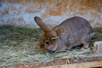 rabbit on a farm