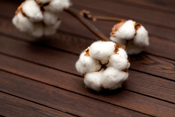 Cotton flowers on wooden background. Closeup