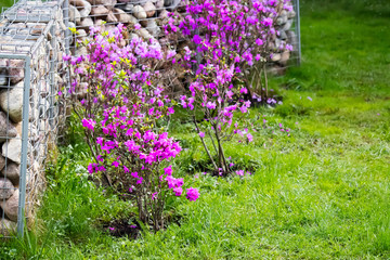 Beautiful bush with pink flowers. Concept of spring, growth and awakening.