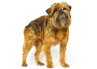 Griffon breed dog looks on a white background