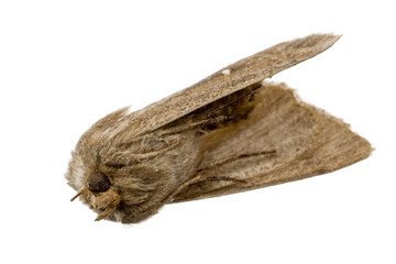 Dead brown moth lies on his back with his feet on
