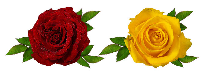Fresh beautiful roses isolated on white background with clipping path