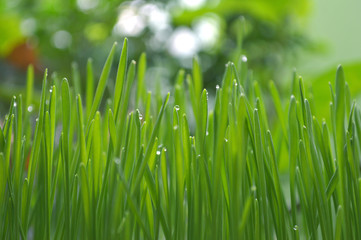 Fresh wheatgrass with water drops from central of Thailand