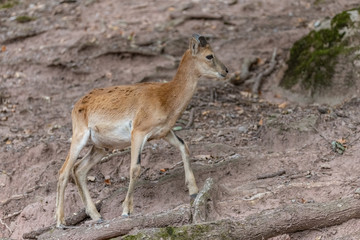 goat in the mountains