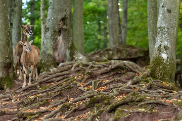 goat in the mountains