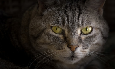 Tabby cat with green eyes 