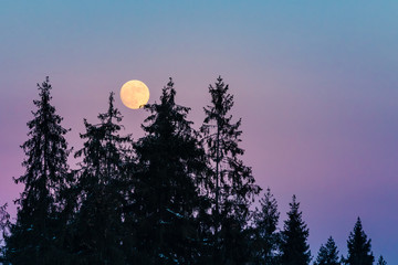 full moon in the winter with trees