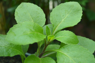 Longevity spinach, Gynura sp., Central of Thailand
