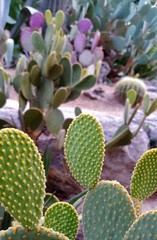 Cactus Garden on Boulder