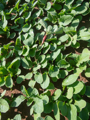 Length of radish root (french breakfast radish)