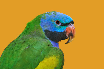 Lord Derbys Parakeet