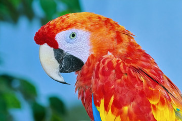 The Macaw Parrot