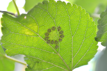 Insect under mulberry leaf from central of Thailand