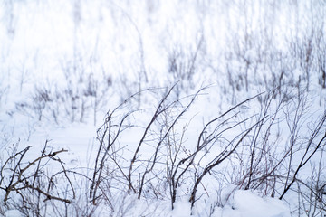 Dead winter grasses, twigs and bushes in the snow, useful for backgrounds and textures