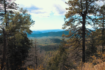 Pnderosa Pine Trees in Tonto National Forest