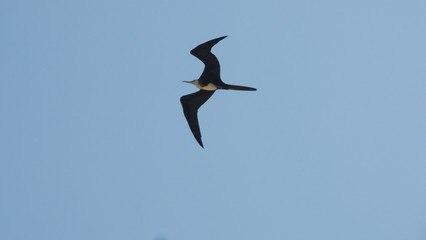 bird in flight