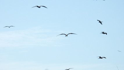flock of seagulls