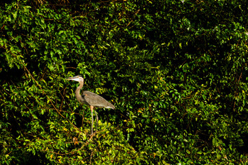 Heron