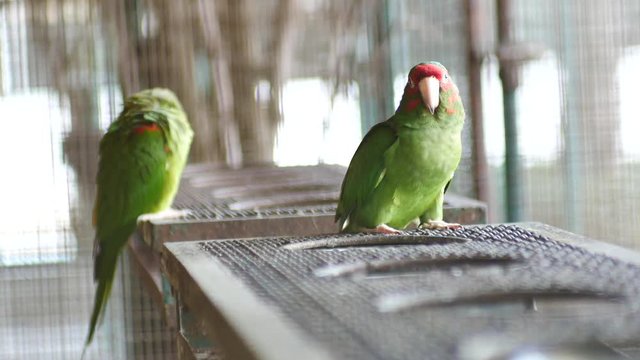 Beautiful macore Parrot bird standing in large bird cage.