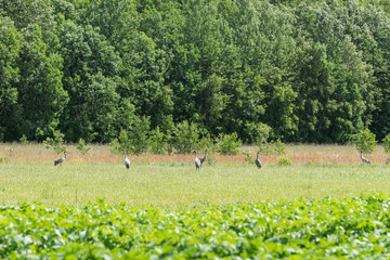 Grus grus. Common crane rest on the edge of the forest. Birds on the meadow. Eurasian crane  rising flight, natural environment background.
