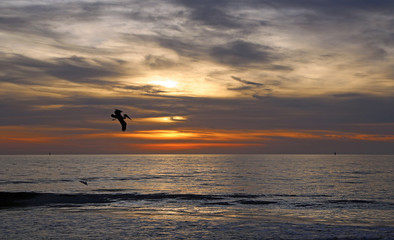 Silhouette of pelican on sunset sky, Florida