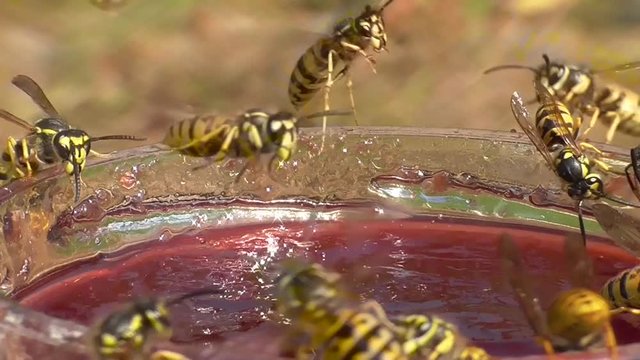 Wespe auf Marmeladenbrot