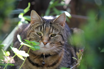 Naklejka na ściany i meble a cute cat is lying between the green leaves in the garden macro in spring 