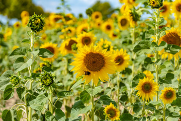 Field of bright yellow sunflowers (Helianthus annuus).