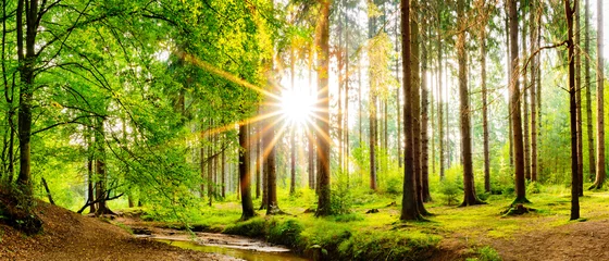 Papier Peint photo Forêt Beau panorama forestier au printemps avec un soleil éclatant qui brille à travers les arbres