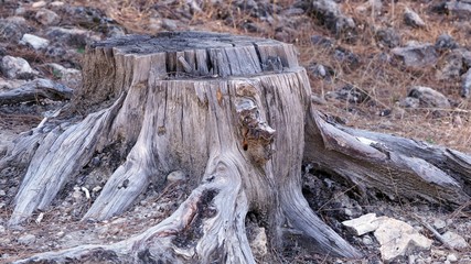 cut tree root