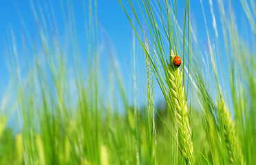 Ladybird on  green barley spikelet. Natural background with ladybug on green barley © Leonid Ikan