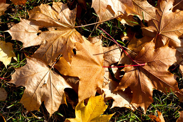 Multicolor maple leaves autumn background.  Natural background