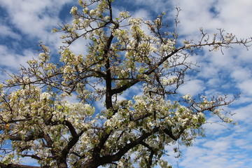 Blooming tree in Scottsdale Arizona
