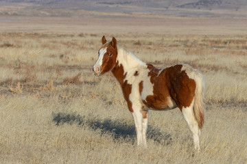 Fototapeta na wymiar Cute Wild Horse Foal